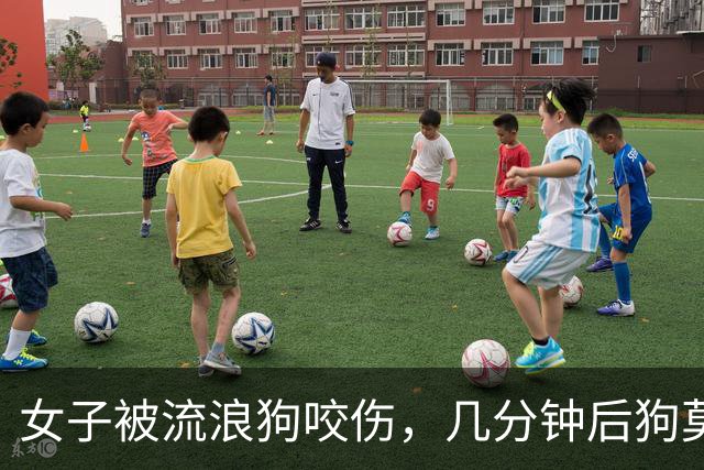 女子被流浪狗咬伤，几分钟后狗莫名死亡！当事人后怕：发现狗状态不对劲还贸然上前，确实太鲁莽
